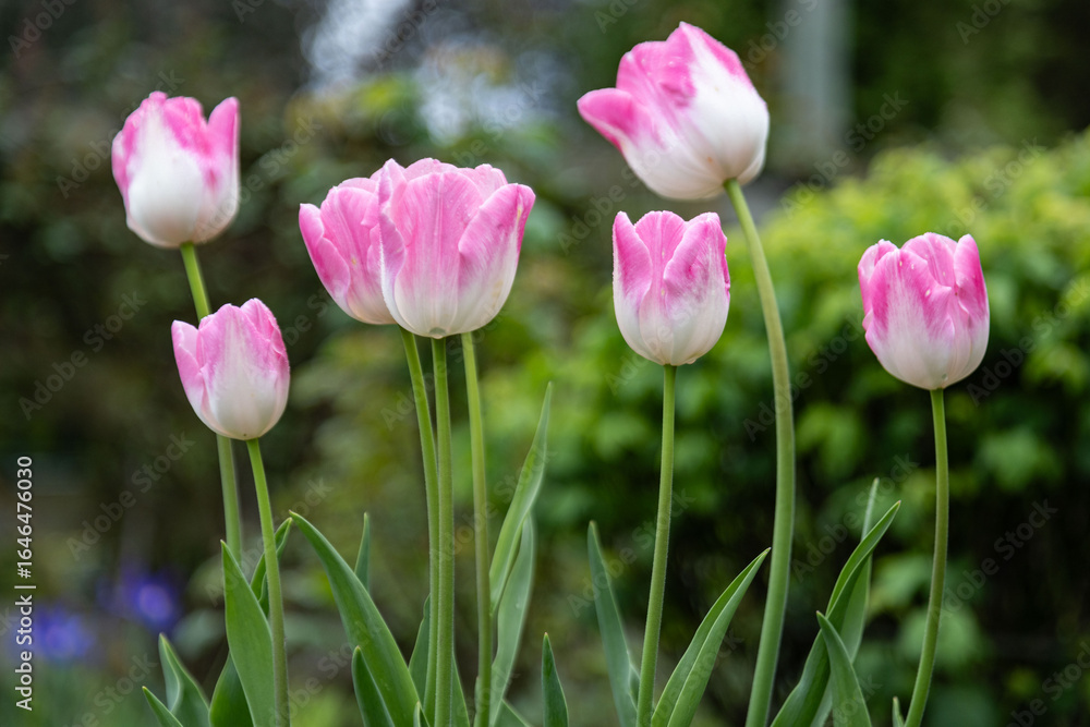 Obraz premium pink tulips in the garden