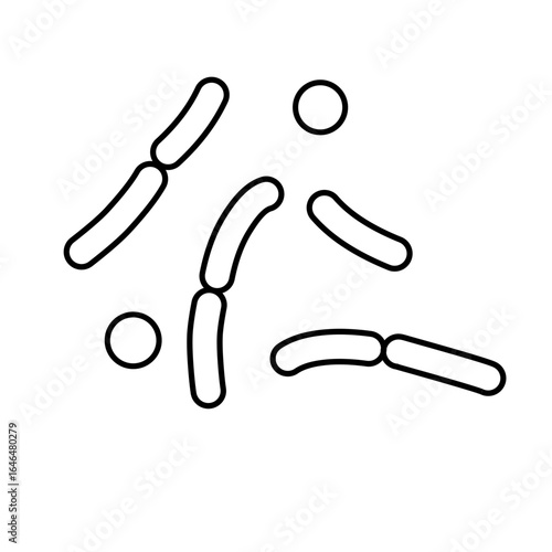 outline of lactobacillus bacterial microorganisms