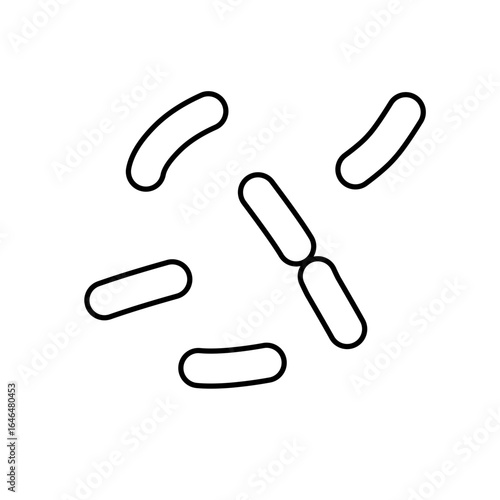 outline of lactobacillus bacterial microorganisms