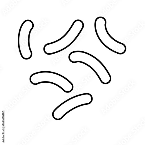 outline of lactobacillus bacterial microorganisms