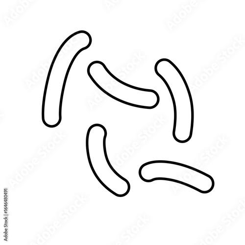 outline of lactobacillus bacterial microorganisms