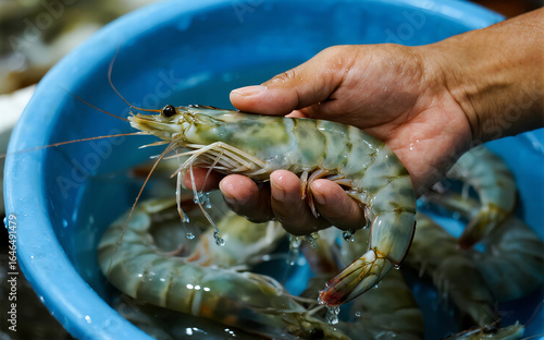 Hands Holding Raw Tiger Prawns