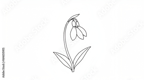 Elegant line drawing of a single snowdrop flower with two leaves