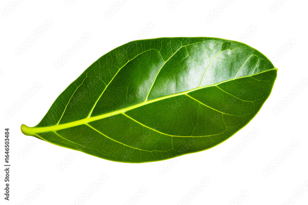 Obraz premium Vibrant Green Leaf with Prominent Veins Isolated on White Background, cut out transparent