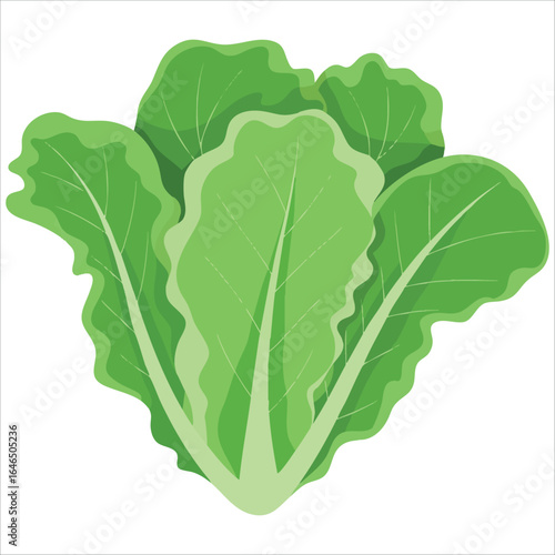 crisp green lettuce leaf vector art isolated white