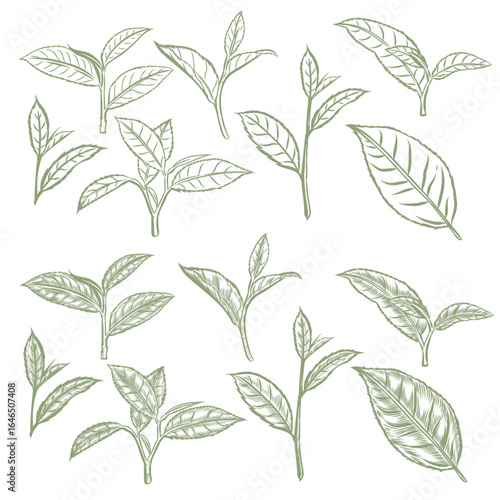 Line Art Vector of leaf tea hand drawing with draw software. The EPS file is vector and can be edited shape and color.