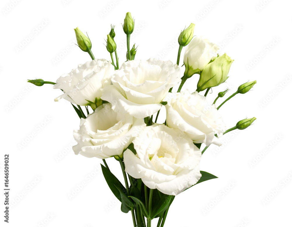 Obraz premium Bouquet of Five White Lisianthus Flowers with Green Stems and Buds, front view, isolated on transparent background PNG