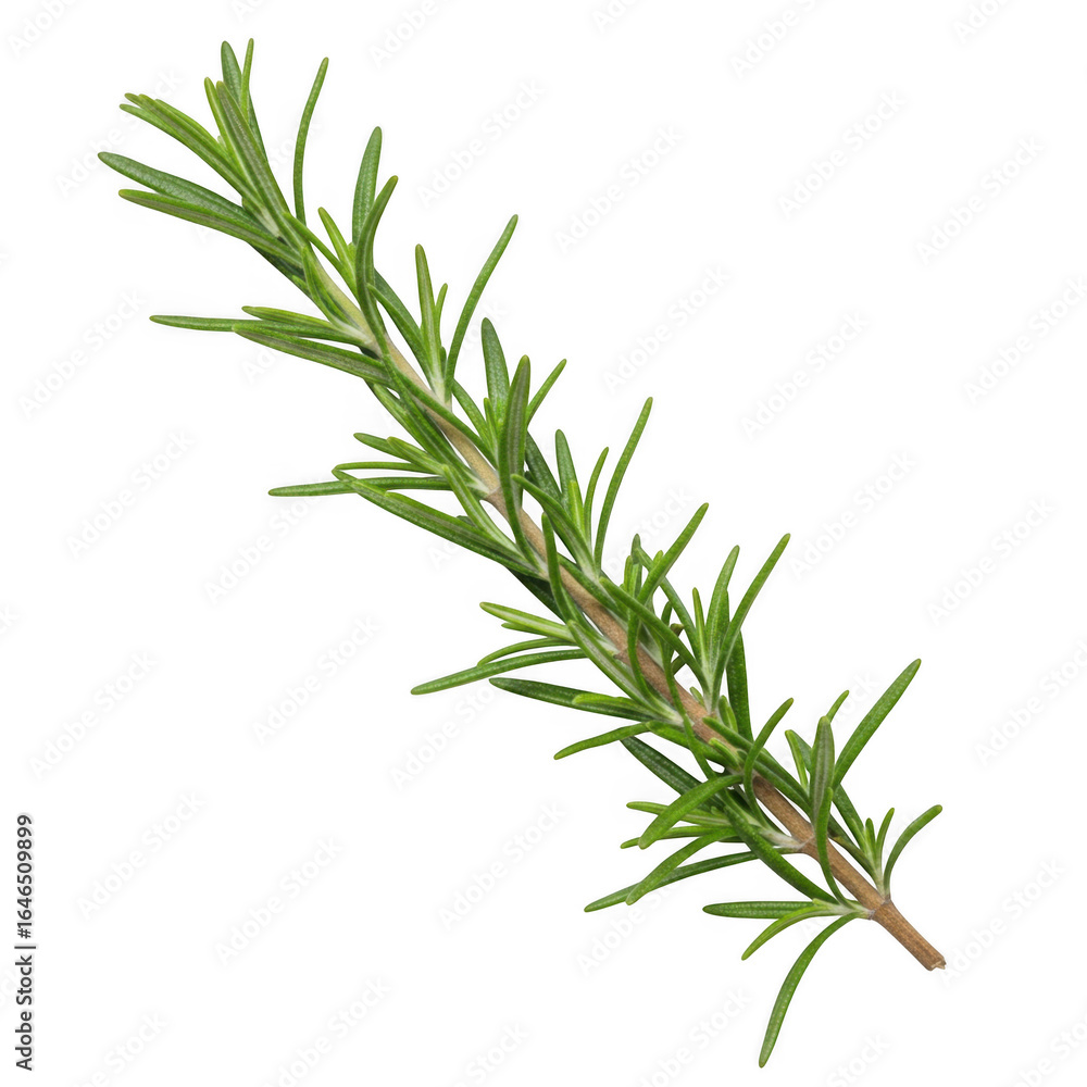 Naklejka premium Fresh rosemary sprig isolated on transparent background