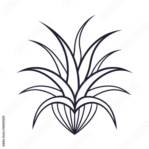 tillandsia velutina line art  vector on white