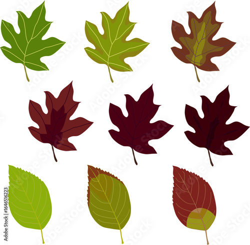 Autumn Leaf Variations – Botanical Illustration of Seasonal Foliage in Grid Layout (Hydrangea Leaf Edition) | EPS