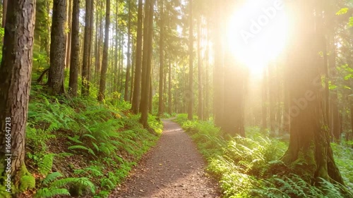 Walking slowly through a peaceful green forest path with sunlight filtering through trees in a calm and serene natural environment