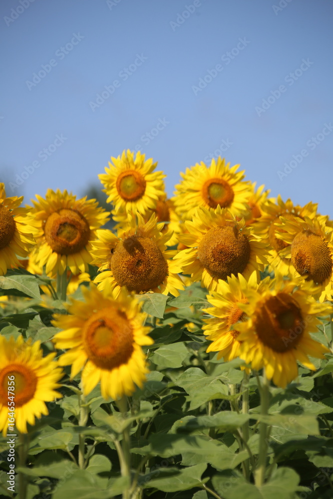 Obraz premium field of sunflowers