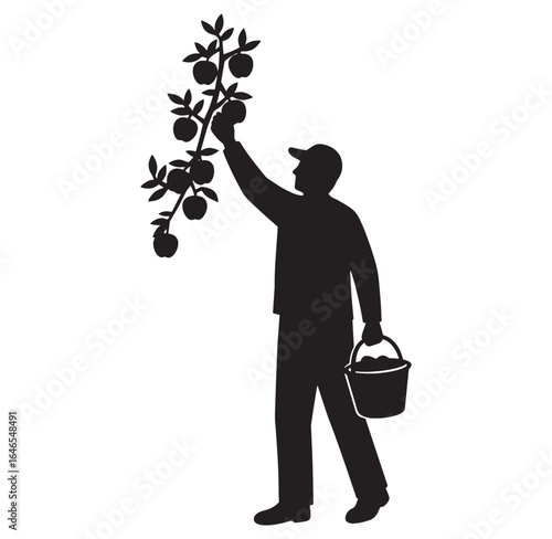 Silhouette of a farmer picking apples from a branch holding a bucket on white background