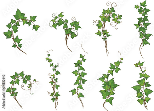 Curved ivy vine clipart bundle, climbing creeping plant illustrations, decorative green foliage elements, twisting jungle vines, vector nature set