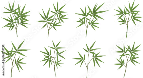 Green bamboo plant branches with leaves, natural botanical design, decorative bamboo foliage isolated on white background