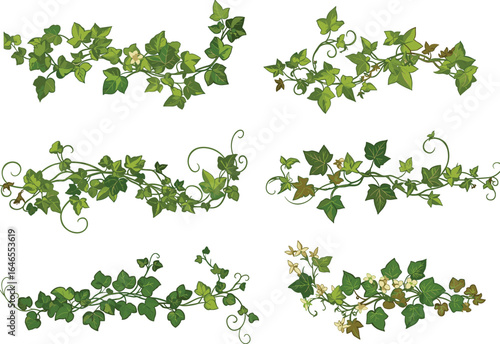 Green ivy vine borders with floral accents, natural botanical design, lush climbing plant elements isolated on white background