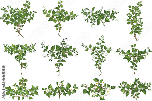 Green ivy vine clusters with leaves and flowers, decorative climbing plant elements, botanical nature design isolated on white