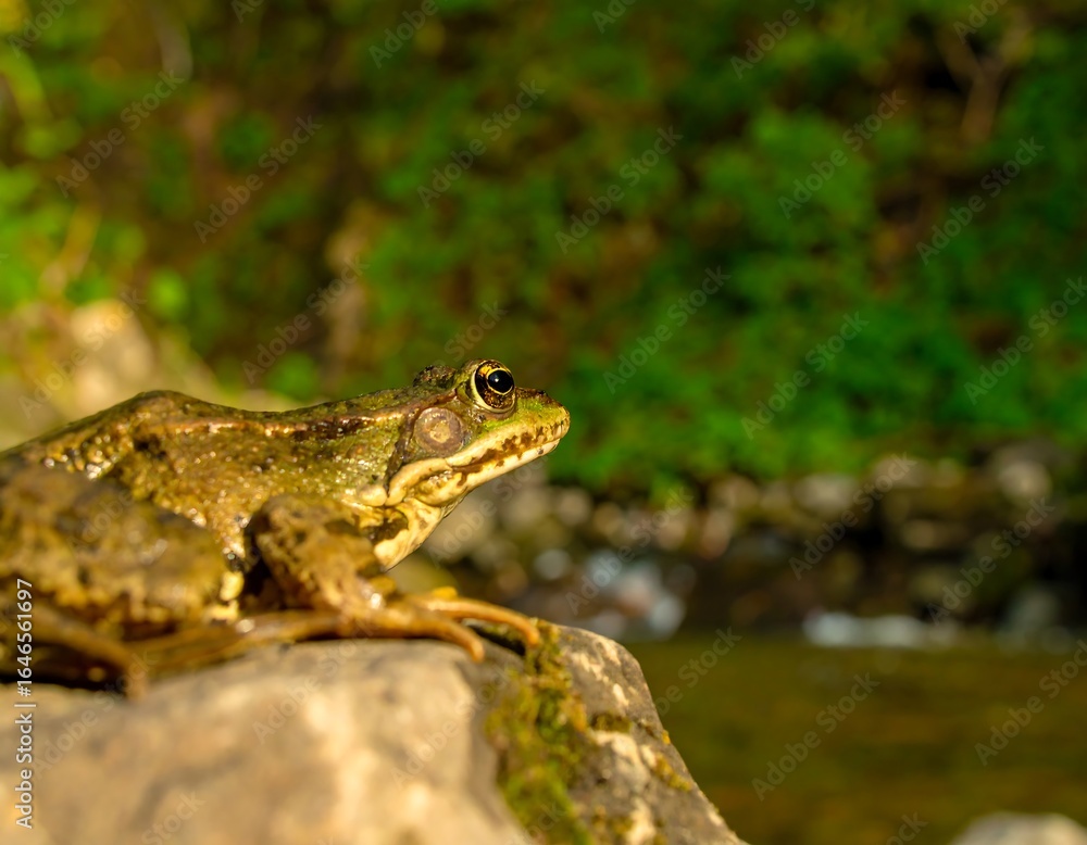 Obraz premium Frog on a rock by a stream