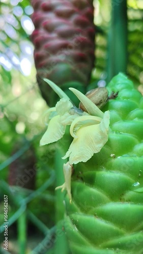 Snails and insects are eating plants.