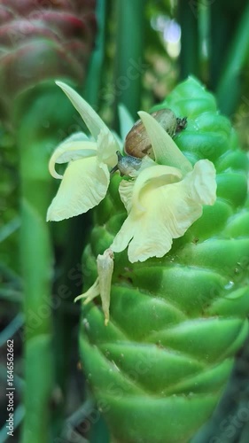 Snails and insects are eating plants.
