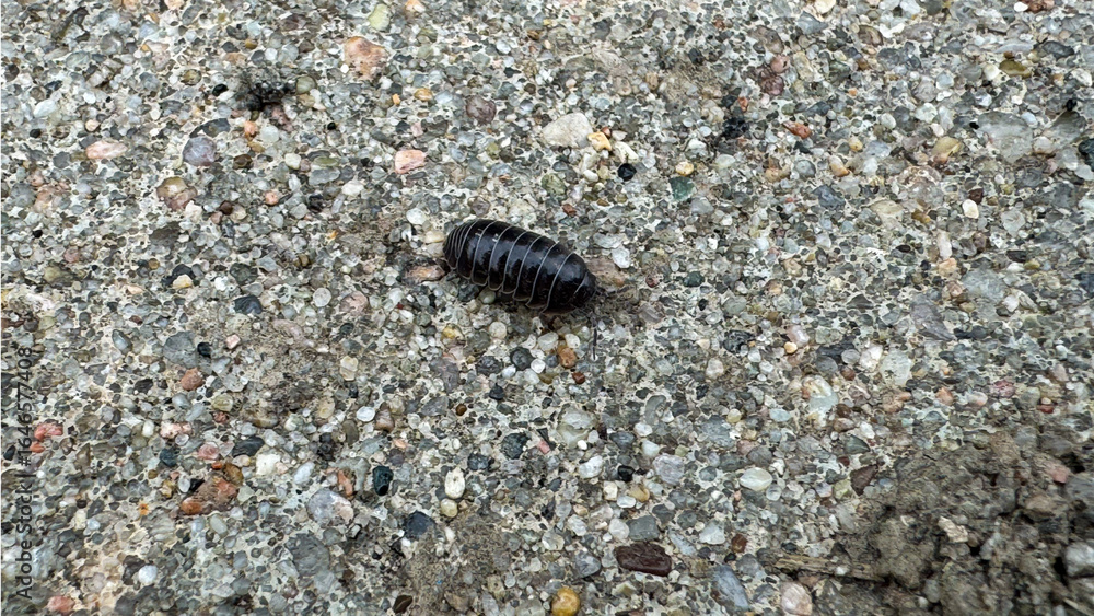 Rollie Pollie Rollie Pollie