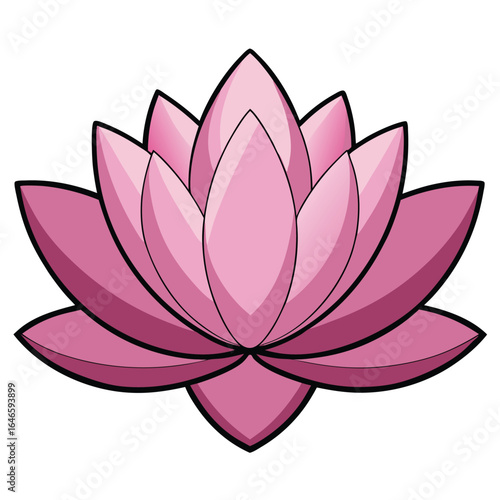 pink water lily