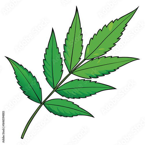 cannabis leaf vector illustration