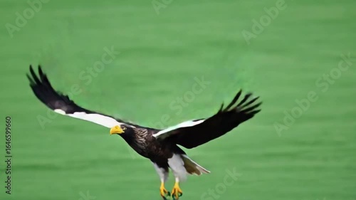 Majestic Steller's sea eagle soaring above green field in stunning flight video