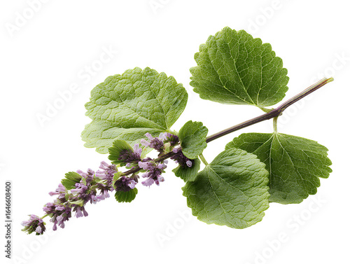 Patchouli Plant Stem with Lush Green Leaves and Small Lavender Buds, Side Profile View, Isolated on Transparent Background