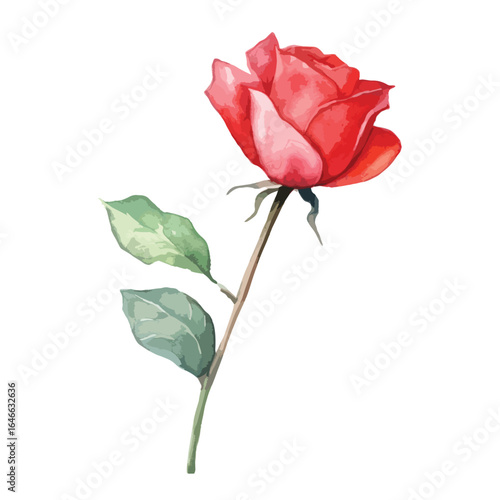 watercolor Single red rose with a stem illustration