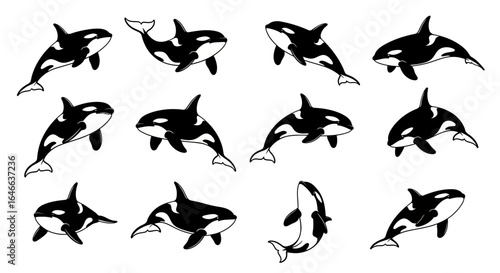 Set of killer whale (Orcinus orca) realistic marine mammal animal design collection with unique swimming, jumping, diving, and turning poses in flat minimalist vector style isolated white background