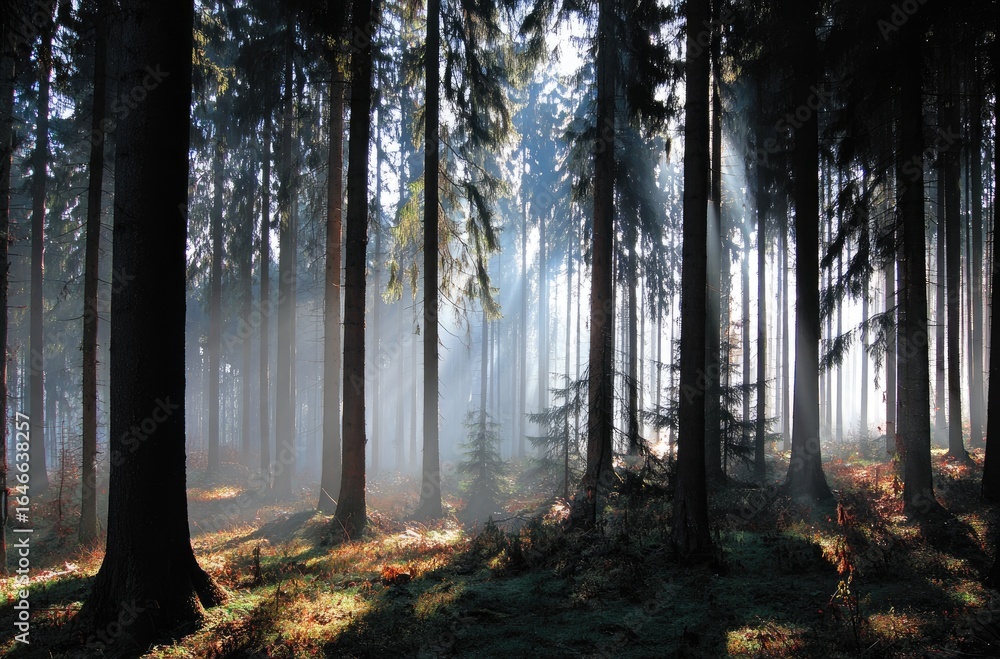 Obraz premium Sunbeams pierce a misty forest