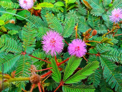 Mimosa flower are very beautiful and elegant 