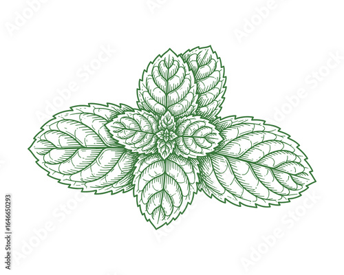 Detailed green mint leaf illustration in an engraved style. Perfect for culinary designs and fresh herb themes. Vector Illustration.