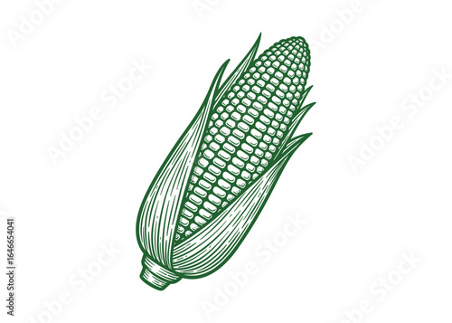 Fresh sweet corn cob, green husk, isolated element. Engraving style vector illustration.
