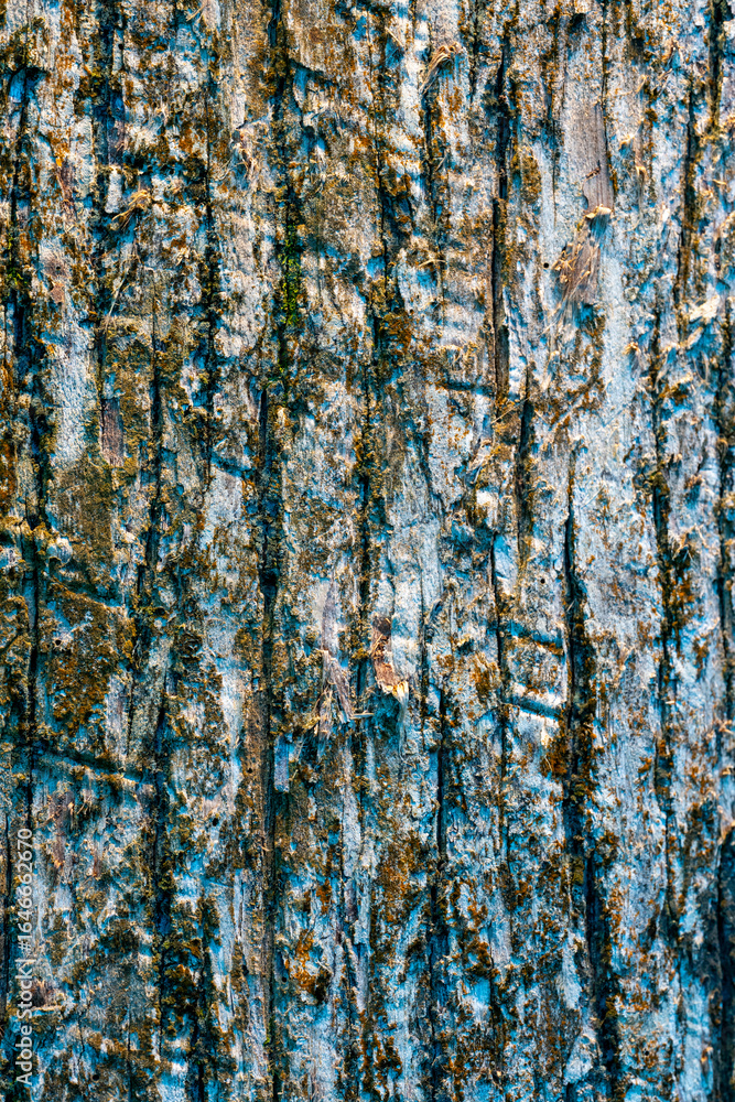 Obraz premium Detailed Tree Bark Texture with Blue and Golden Tones