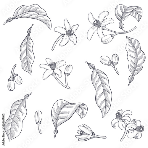 vector vintage drawing orange blossoms, neroli flowers and leaves isolated at white background
