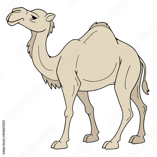 Dromedary camel illustration isolated on white background