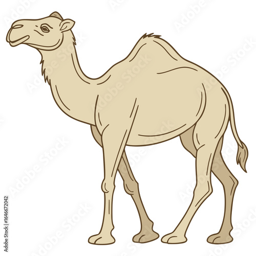 Dromedary camel illustration isolated on white background