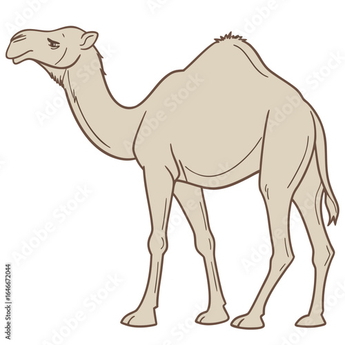 Dromedary camel illustration isolated on white background