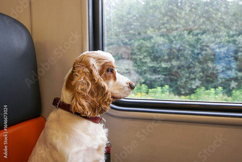 A spaniel dog sits in a seat of a train carriage and looks out the window.