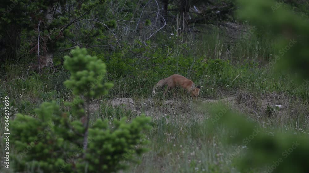 Fox kits at their den in the spring Fox kits at their den in the spring