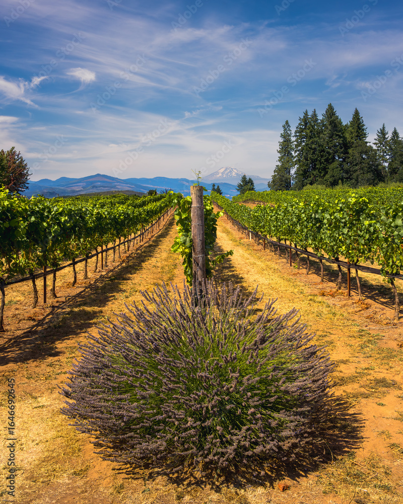 Obraz premium vineyard in Oregon