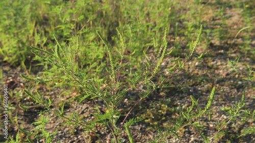 Close-up of green Ambrosia artemisiifolia plant inflorescence 4K video