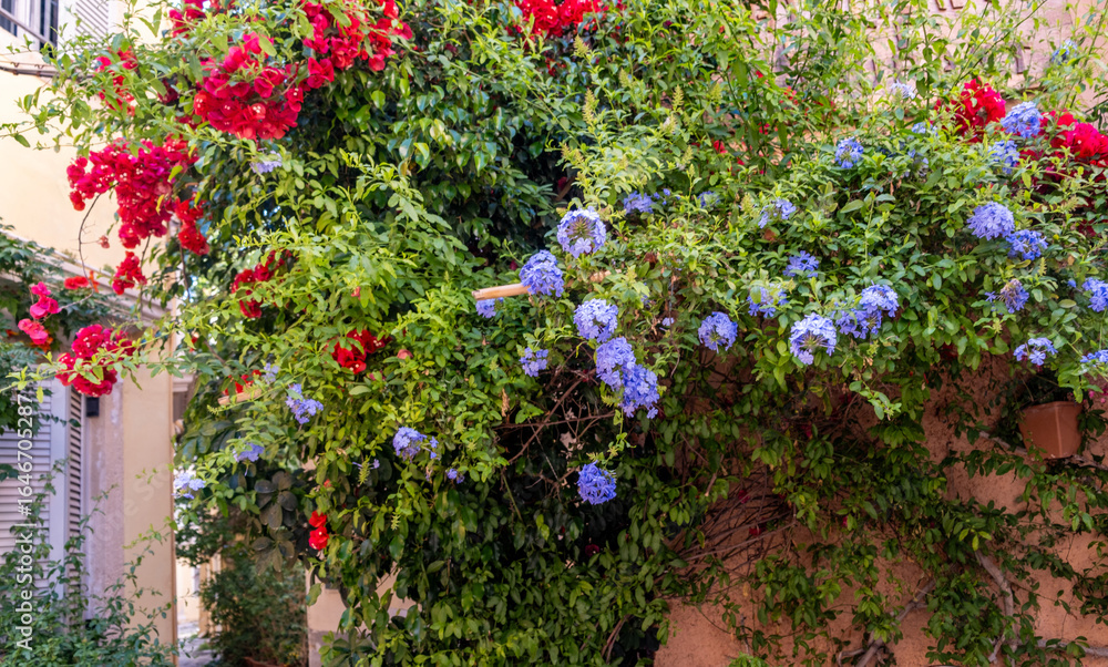 Obraz premium Red bougainvillea and blue plumbago flowers on a wall, traditional architecture buildings, Corfu island, Greece