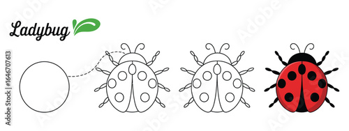 Ladybug Drawing Tutorial Step-by-Step Guide to Creating Your Own Ladybug Illustration