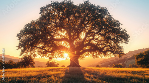 A magnificent tree is silhouetted against a brilliant sunset, with golden light shining through its leaves and illuminating the vast natural landscape.