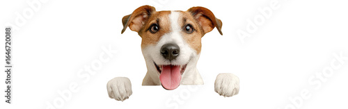 Wallpaper Mural Happy Jack Russell Terrier dog with brown and white fur peeking with its paws up. Torontodigital.ca