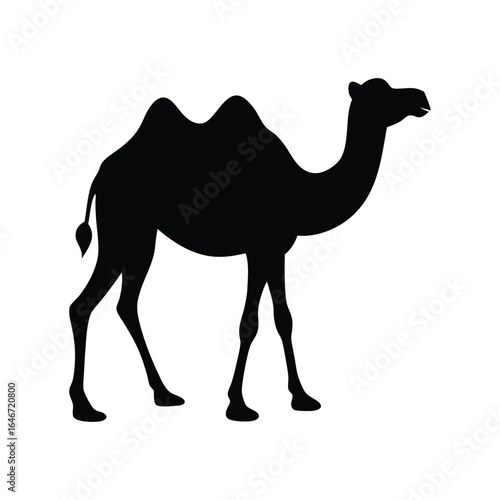 camel on the white