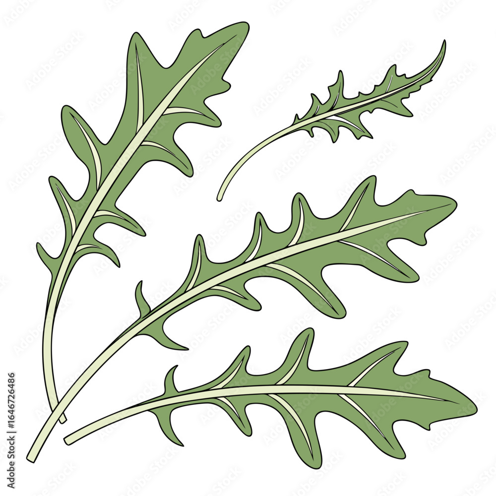 Naklejka premium Collection of fresh arugula leaves. Hand-drawn vector illustration of rocket salad plant isolated on a white background.